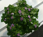 des fleurs en pot Le Violet Persan herbeux, Exacum photo, les caractéristiques pourpre