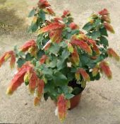 Usine De Crevette Rouge (Beloperone guttata) Des Arbustes blanc, les caractéristiques, photo