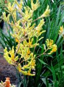 Pot Flowers Kangaroo paw herbaceous plant, Anigozanthos flavidus photo, characteristics yellow