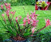 Pot Flowers Kangaroo paw herbaceous plant, Anigozanthos flavidus photo, characteristics pink