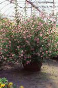 Pot Flowers African mallow shrub, Anisodontea photo, characteristics pink