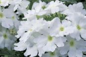 des fleurs en pot Verveine herbeux, Verbena Hybrida photo, les caractéristiques blanc