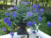 Topfblumen Eisenkraut grasig, Verbena Hybrida foto, Merkmale blau