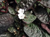 Waffle Plant (Hemigraphis)  white, characteristics, photo