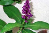 Pot Flowers Blue Ginger herbaceous plant, Dichorisandra photo, characteristics purple