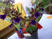 Pot Flowers Zygopetalum herbaceous plant photo, characteristics dark blue