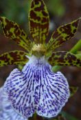 I fiori domestici Zygopetalum erbacee foto, caratteristiche azzurro