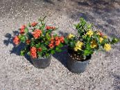 Pot Flowers Broken Pot, Prince of Orange shrub, Ixora photo, characteristics red