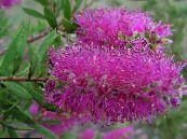 des fleurs en pot Bottlebrush des arbustes, Callistemon photo, les caractéristiques lilas