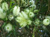 des fleurs en pot Bottlebrush des arbustes, Callistemon photo, les caractéristiques blanc