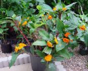 Pot Flowers Fiery Costus herbaceous plant photo, characteristics orange