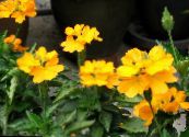 Topfblumen Feuerwerkskörper Blume sträucher, Crossandra foto, Merkmale gelb