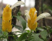 Topfblumen Gelbe Garnelen Pflanze, Golden Garnelen Pflanze, Lutscher Werk sträucher, Pachystachys foto, Merkmale weiß