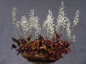 des fleurs en pot Joyau Orchidée herbeux, Ludisia photo, les caractéristiques blanc