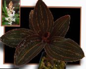 Topfblumen Juwel Orchidee grasig, Ludisia foto, Merkmale weiß