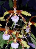 Tiger Orchid, Lily of the Valley Orchid (Odontoglossum) Herbaceous Plant brown, characteristics, photo