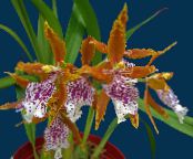 Pot Flowers Tiger Orchid, Lily of the Valley Orchid herbaceous plant, Odontoglossum photo, characteristics orange