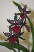 Pot Flowers Tiger Orchid, Lily of the Valley Orchid herbaceous plant, Odontoglossum photo, characteristics claret