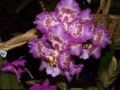 Pot Flowers Tiger Orchid, Lily of the Valley Orchid herbaceous plant, Odontoglossum photo, characteristics lilac