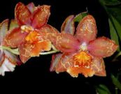 Topfblumen Tiger Orchidee, Maiglöckchen Orchidee grasig, Odontoglossum foto, Merkmale rot