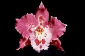 Pot Flowers Tiger Orchid, Lily of the Valley Orchid herbaceous plant, Odontoglossum photo, characteristics pink
