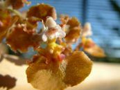 Topfblumen Tanzendame Orchidee, Cedros Biene, Leoparden Orchidee grasig, Oncidium foto, Merkmale braun