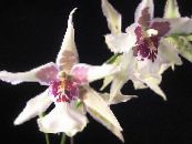 Pot Flowers Dancing Lady Orchid, Cedros Bee, Leopard Orchid herbaceous plant, Oncidium photo, characteristics white
