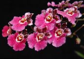 I fiori domestici Danza Signora Orchidea, Ape Cedros, Leopardo Orchidea erbacee, Oncidium foto, caratteristiche rosa