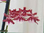 I fiori domestici Danza Signora Orchidea, Ape Cedros, Leopardo Orchidea erbacee, Oncidium foto, caratteristiche rosso