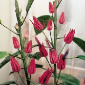 Pot Flowers Pavonia herbaceous plant photo, characteristics pink