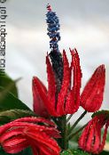 des fleurs en pot Pavonia herbeux photo, les caractéristiques rouge