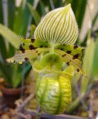 Slipper Orchids (Paphiopedilum) Herbaceous Plant green, characteristics, photo