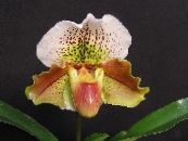 I fiori domestici Orchidee Pantofola erbacee, Paphiopedilum foto, caratteristiche marrone