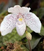 Topfblumen Schuhorchideen grasig, Paphiopedilum foto, Merkmale weiß