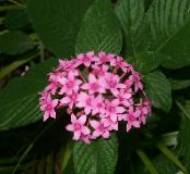  Pentas, Star Flower, Star Cluster herbaceous plant, Pentas lanceolata photo, characteristics pink