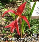 Topfblumen Aztec Lilie, Jacobean Lilie, Orchidee Lilie grasig, Sprekelia foto, Merkmale rot