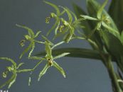 des fleurs en pot Coelogyne herbeux photo, les caractéristiques vert