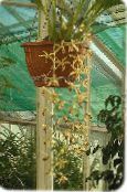 des fleurs en pot Coelogyne herbeux photo, les caractéristiques jaune