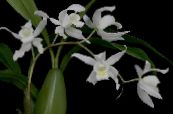 des fleurs en pot Coelogyne herbeux photo, les caractéristiques blanc