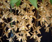 Coelogyne  Herbaceous Plant brown, characteristics, photo