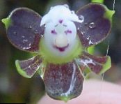Topfblumen Knopf Orchidee grasig, Epidendrum foto, Merkmale lila