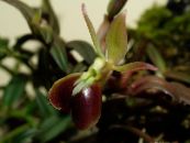 Topfblumen Knopf Orchidee grasig, Epidendrum foto, Merkmale braun
