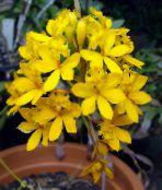 des fleurs en pot Orchidée Boutonnière herbeux, Epidendrum photo, les caractéristiques jaune