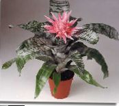 Pot Flowers Silver Vase, Urn Plant, Queen of the Bromeliads, Aechmea photo, characteristics pink