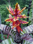 Pot Flowers Silver Vase, Urn Plant, Queen of the Bromeliads, Aechmea photo, characteristics red
