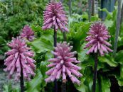 Pot Flowers Forest Lily herbaceous plant, Veltheimia photo, characteristics lilac