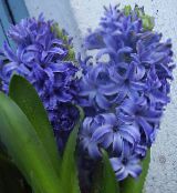 Pot Flowers Hyacinth herbaceous plant, Hyacinthus photo, characteristics light blue