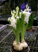 Pot Flowers Hyacinth herbaceous plant, Hyacinthus photo, characteristics white
