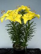 Pot Flowers Lilium herbaceous plant photo, characteristics yellow