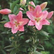 Topfblumen Lilium grasig foto, Merkmale rosa